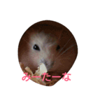 ぶるごろきく（個別スタンプ：4）