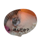 ぶるごろきく（個別スタンプ：5）