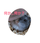 ぶるごろきく（個別スタンプ：7）
