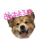 ウィルスタグラム（個別スタンプ：1）