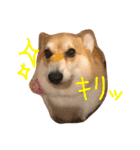 コーギーの「なぎさ」（個別スタンプ：4）