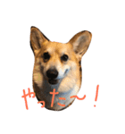 コーギーの「なぎさ」（個別スタンプ：7）