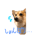 コーギーの「なぎさ」（個別スタンプ：8）