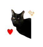 カワ猫♡（個別スタンプ：9）