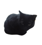 カワ猫♡（個別スタンプ：10）