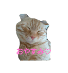 カワ猫♡（個別スタンプ：11）