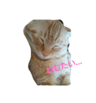 カワ猫♡（個別スタンプ：12）
