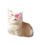 カワ猫♡（個別スタンプ：13）