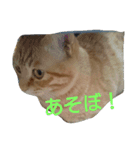 カワ猫♡（個別スタンプ：15）