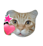 カワ猫♡（個別スタンプ：16）