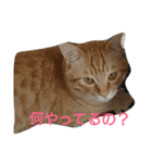 カワ猫♡（個別スタンプ：17）