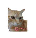 カワ猫♡（個別スタンプ：18）