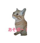 カワ猫♡（個別スタンプ：21）