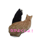 カワ猫♡（個別スタンプ：23）