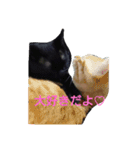 カワ猫♡（個別スタンプ：24）
