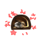 うるるとちょこ（個別スタンプ：4）