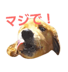 ゴールデンレトリバーのおもしろ顔スタンプ（個別スタンプ：4）