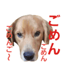 ゴールデンレトリバーのおもしろ顔スタンプ（個別スタンプ：7）