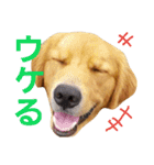 ゴールデンレトリバーのおもしろ顔スタンプ（個別スタンプ：8）