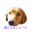 ゴールデンレトリバーのおもしろ顔スタンプ（個別スタンプ：10）