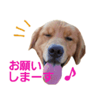 ゴールデンレトリバーのおもしろ顔スタンプ（個別スタンプ：32）