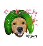 ゴールデンレトリバーのおもしろ顔スタンプ（個別スタンプ：34）