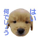 ゴールデンレトリバーのおもしろ顔スタンプ（個別スタンプ：37）