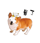 Corgi1（個別スタンプ：1）