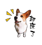 Corgi1（個別スタンプ：3）