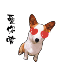 Corgi1（個別スタンプ：5）