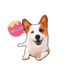 Corgi1（個別スタンプ：6）