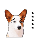 Corgi1（個別スタンプ：7）