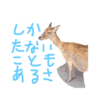 わ・ダンプのスタンプ（個別スタンプ：2）