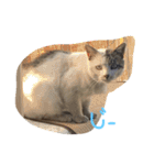 ねこたち☺︎（個別スタンプ：3）
