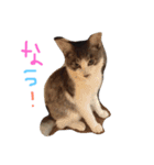 ねこたち☺︎（個別スタンプ：4）