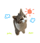 ねこたち☺︎（個別スタンプ：7）