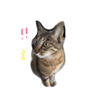 ねこたち☺︎（個別スタンプ：8）