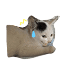 ねこたち☺︎（個別スタンプ：11）