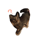 ねこたち☺︎（個別スタンプ：13）