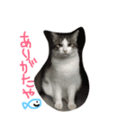 ねこたち☺︎（個別スタンプ：14）