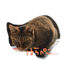 ねこたち☺︎（個別スタンプ：15）