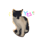 ねこたち☺︎（個別スタンプ：16）