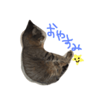ねこたち☺︎（個別スタンプ：18）