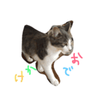 ねこたち☺︎（個別スタンプ：19）