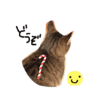 ねこたち☺︎（個別スタンプ：20）