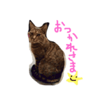 ねこたち☺︎（個別スタンプ：21）