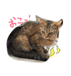 ねこたち☺︎（個別スタンプ：24）