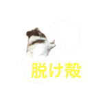 ポップ-E（個別スタンプ：5）