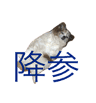ポップ-E（個別スタンプ：7）