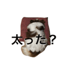 ポップ-E（個別スタンプ：24）